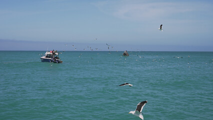 A flock of majestic sea gulls gracefully glides over the crystal blue ocean, as a lone boat floats peacefully on the horizon of this picturesque beach