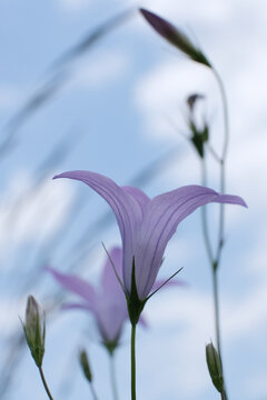 Purple-blue flowers on a background the blue sky. Campanula patula, the harebell, bluebell. Flower card.