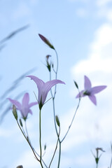 Obraz premium Purple-blue flowers on a background the blue sky. Campanula patula, the harebell, bluebell. Flower card.