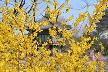 서울 경복궁의 봄