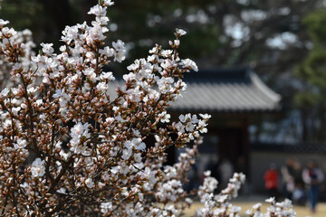 서울 경복궁의 봄