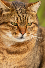 The cat looks to the side on a green  background. Portrait of a fluffy brown cat with green eyes in nature, close-up.
