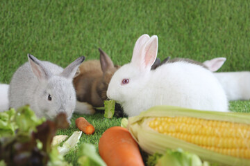Adorable happy fluffy white rabbit with red eyes eating delicious vegetable together with bunny family crowd on green grass background, feeding vegetarian pet animal with vegetable.