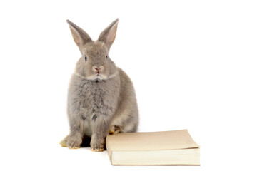 Obraz premium Happy two lovely brown gray rabbit bunny and book on white background, cute fluffy pet animal with long ears study success, pet education and animal training concept.
