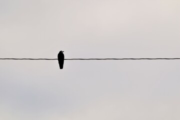 Rook, Crow.
Alone bird on an electric wire.
Birds in the city, Urban wildlife.
Beautiful and...