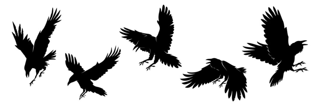silhouettes of crow