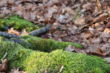 forest floor with tree stumps covered in moss