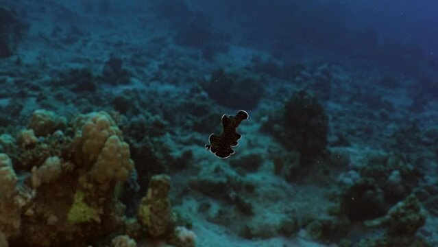 Sea Worm over the Coral Reef in the Red Sea in Egypt 