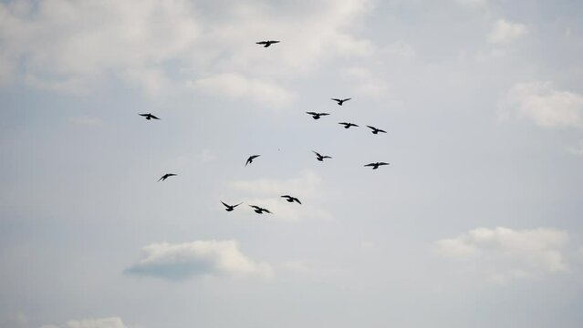 Flock of doves is flying in the sky 
