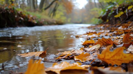 Obraz premium River in a forest