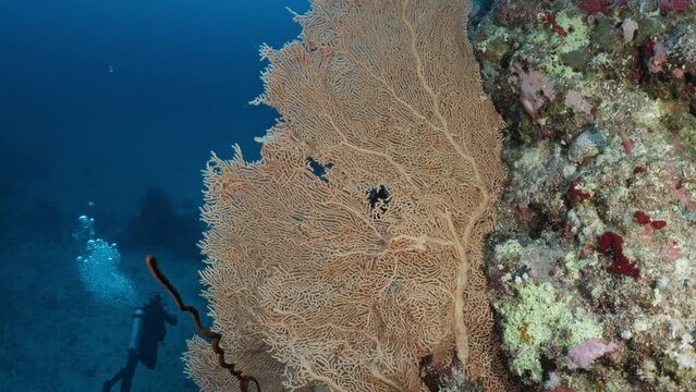 Gorgon in of the Coral Reef in the Red Sea in Egypt
