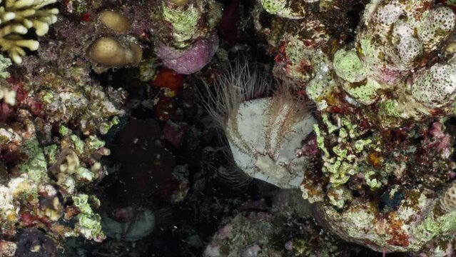 Golden Barrel Cactus, Golden ball, Mother-in-Law's Cushion over of the Coral Reef in the Red Sea in Egypt in a night dive
