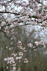 Cerisiers en fleurs