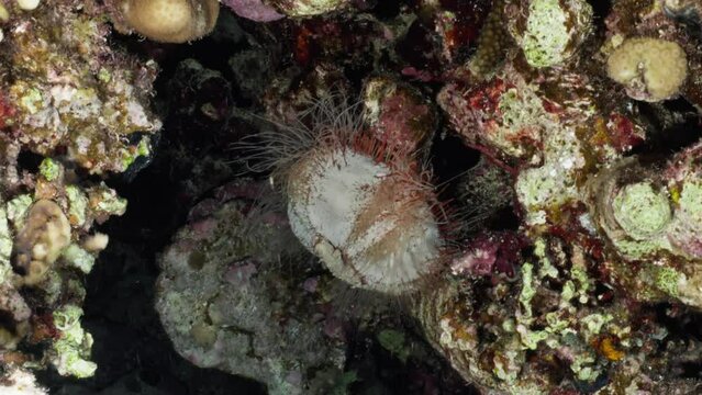 Golden Barrel Cactus, Golden ball, Mother-in-Law's Cushion over of the Coral Reef in the Red Sea in Egypt in a night dive