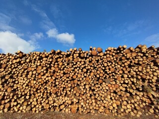Stacked pine trunks after felling