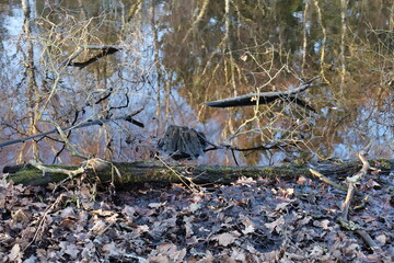 water in the forest