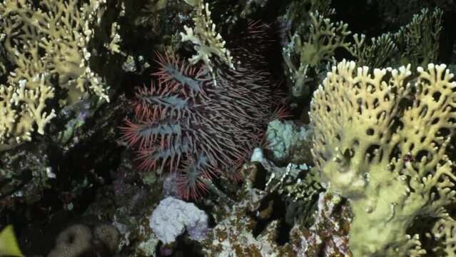 Crown-of-thorns starfish over of the Coral Reef in the Red Sea in Egypt in a night dive