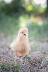 A chicken baby in the garden