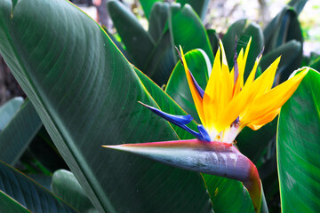 Beautiful tropical flower Strelitzia reginae in the garden. Bird of paradise outdoor. An evergreen...