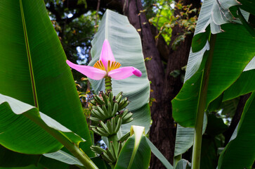 Banana pink flower on the palm in the park