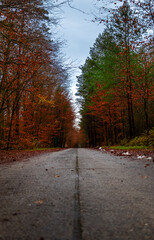 A road with trees in the background
a winding road lined with vibrant deciduous trees invites you to escape into the peaceful nature's colorful embrace