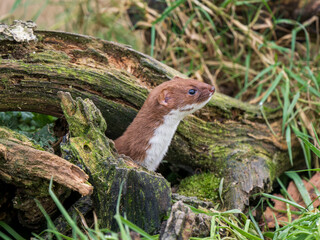 Juvenile Weasel Looking Out  a Hole