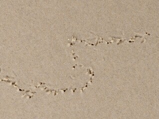 Beak marks of a foraging wader in the beach sand