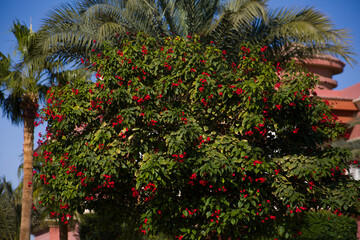 Fototapeta na wymiar Lush foliage of a tree with blooming flowers on the branches of an exotic plant in the park