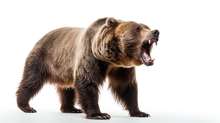 Ferocious Grizzly Bear isolated on white background - obrazy, fototapety, plakaty