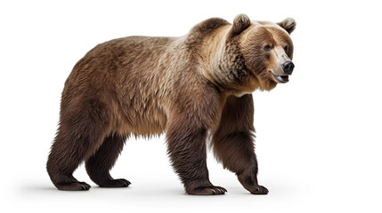 Fototapeta premium Grizzly Bear isolated on white background