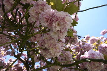 Les cerisiers en fleurs au Printemps