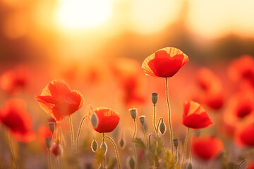 Beautiful flowers of poppies in evening light sun in nature. Natural spring summer landscape with red poppies at sunset, close up. 
