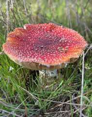 Red mushroom in natural environment - Amanita muscaria
