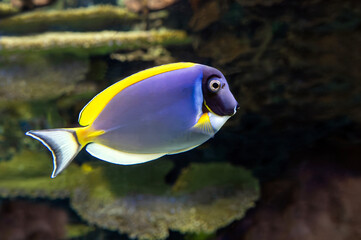 Fototapeta na wymiar Coral , tropical fish - Powder blue tang