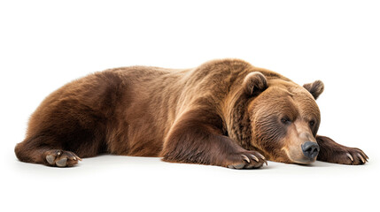 Fototapeta premium Sleeping Grizzly Bear isolated on white background