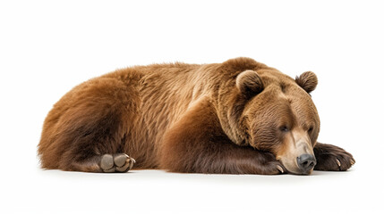Fototapeta premium Sleeping Grizzly Bear isolated on white background