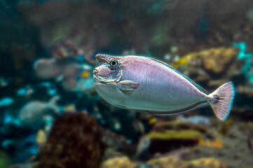 Tropical sea fish - Bluespine unicornfish