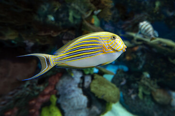 Fototapeta na wymiar Coral, tropical fish - Blue banded surgeonfish