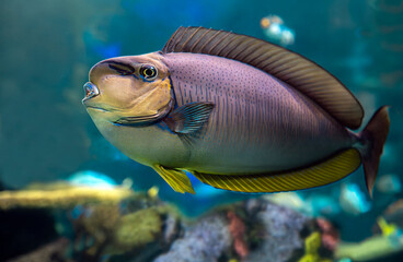 Tropical sea and ocean fish - Bignose unicornfish - Naso vlamingii