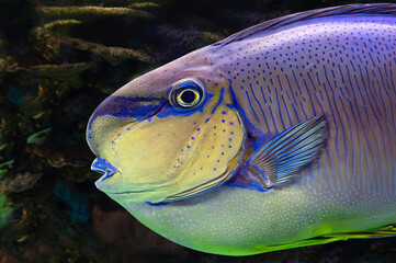 Tropical sea and ocean fish - Bignose unicornfish - Naso vlamingii