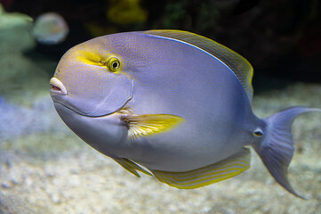 Tropical sea and ocean fish - Acanthurids (Surgeonfish) 