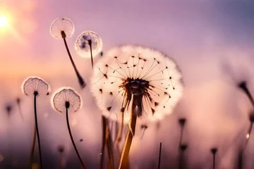  close up of a dandelion © Muhammad