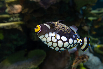 Tropical coral fish -  Clown trigger fish