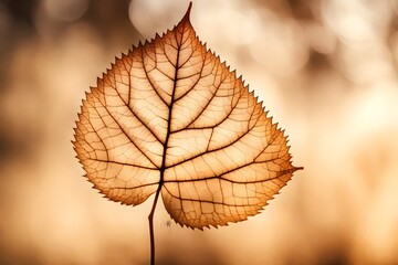 Transparent leaves on blur background