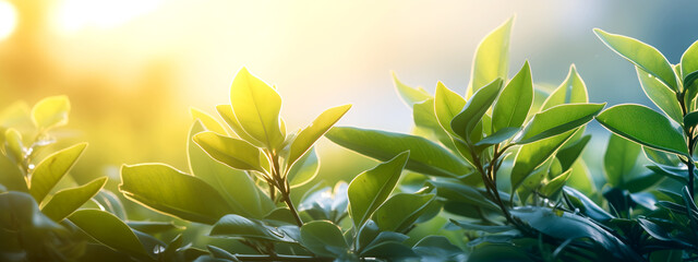 Green leaves illuminated by the morning sun - spring summer nature.