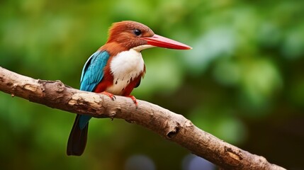 A Stunning View of a White-Throated Kingfisher Bird Resting on a Branch