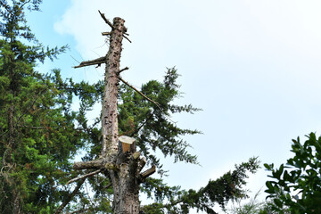 Árbol marchito, concepto de deforestación.