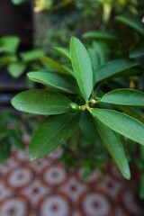 Vegetable used in Pakistan