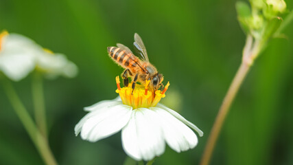 bee on yellow flower