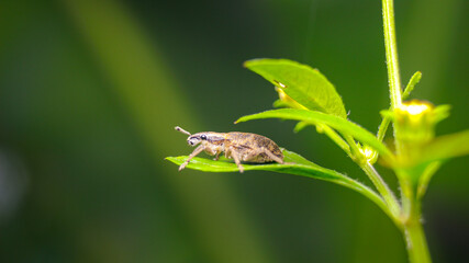 Weevils beetle